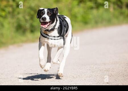 Collie Lab Mix Running Stock Photo