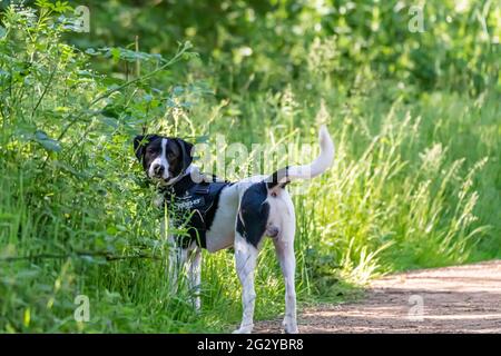 Collie Lab Dog Stock Photo