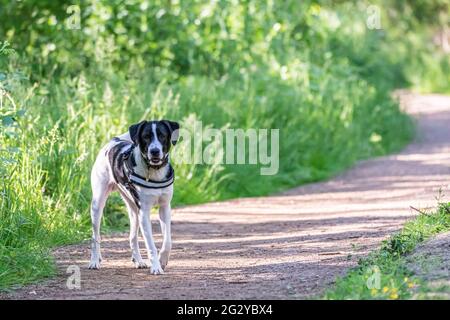 Collie Lab Dog Stock Photo