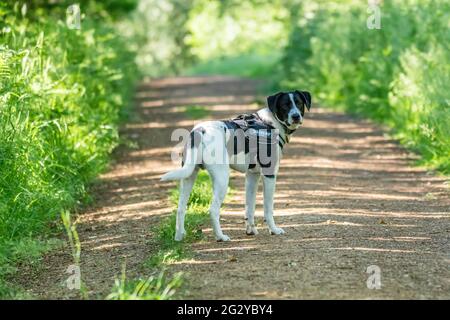 Collie Lab Dog Stock Photo