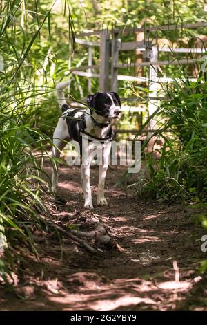 Collie Lab Dog Stock Photo