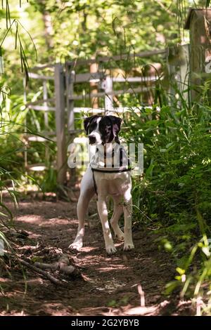 Collie Lab Dog Stock Photo