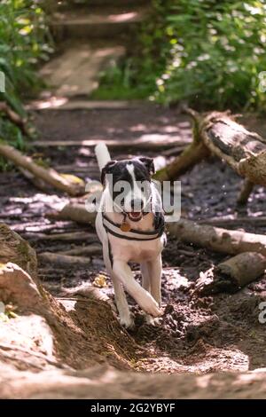 Collie Lab Dog Stock Photo