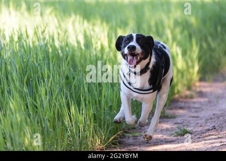 Collie Lab Mix Running Stock Photo