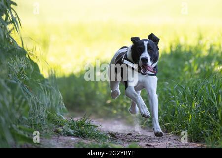 Collie Lab Mix Running Stock Photo