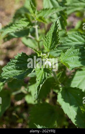 URTICA DIOICA common nettle Stock Photo