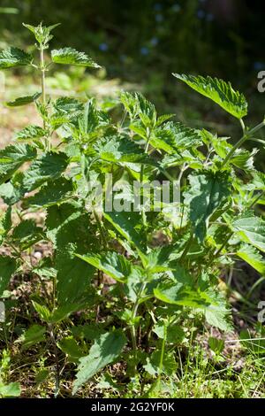 URTICA DIOICA common nettle Stock Photo