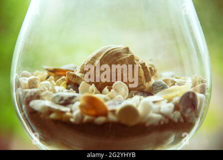 Seashell in a glass with seashells on the seashore. Stock Photo