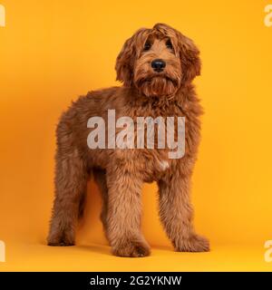 Handsome male Cobberdog aka labradoodle, standing side ways. Looking towards camera with friendly face. Isolated on orange yellow background. Stock Photo