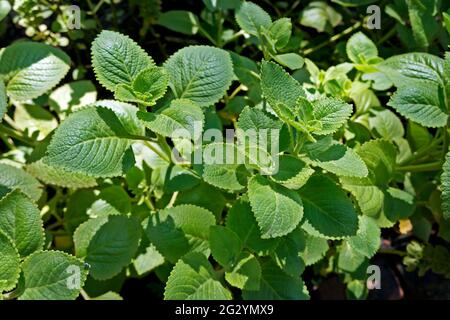 Cuban Oregano, Indian borage, Indian mint, Mexican mint, Mexican oregano or Spanish thyme (Plectranthus amboinicus). Medicinal herb. Stock Photo