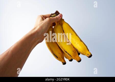 Bunch of bananas on hand in a bright background Stock Photo