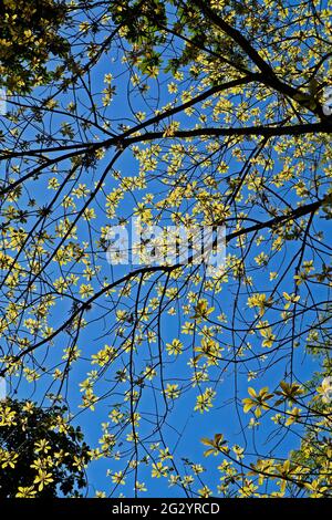 Cannonball tree (Couroupita guianensis) on tropical rainforest Stock Photo