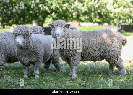 Dorset Three Poll Sheep in field before shearing Stock Photo