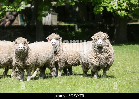 Three Dorset Poll Sheep in field before shearing Stock Photo