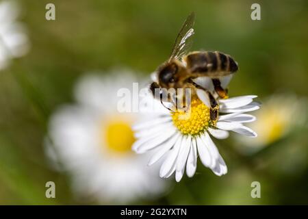 A honey bee extracting pollen from a daisy covered in nectar Stock Photo