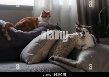 two domestic cats lying on the sofa under the window Stock Photo