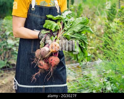 Farmer is holding freshly harvested colorful beets. Stock Photo