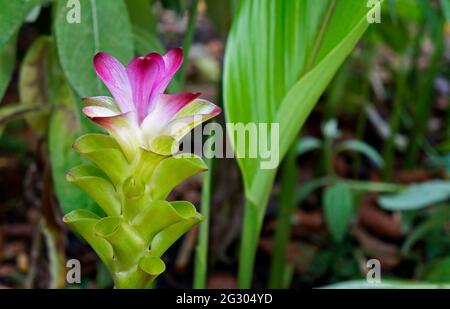 Zedoary or turmeric flower (Curcuma phaeocaulis) Stock Photo