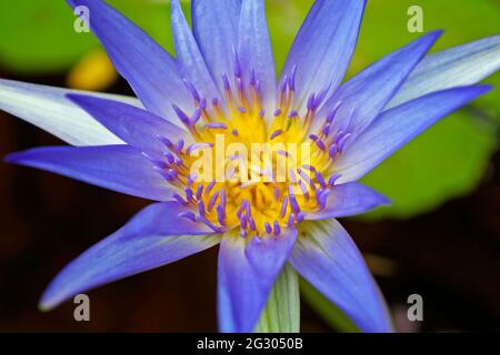 Lotus In A Bloom. Nymphaea Caerulea Stock Photo - Alamy