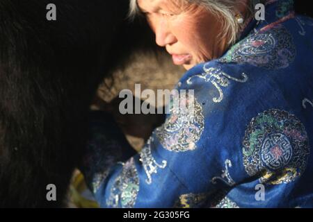 mongolian nomad woman with her cows Stock Photo - Alamy