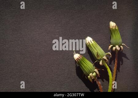 Three closed dandelion flowers on a black table. Stock Photo
