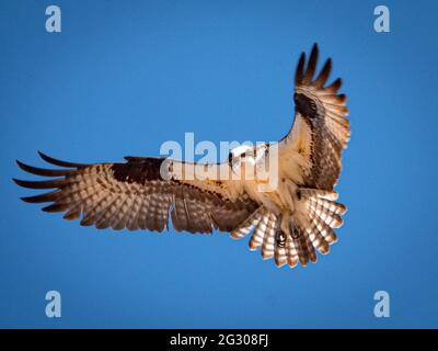 A solo osprey soars over a pond in northern arizona searching for its next meal, isolated against a blue sky. Stock Photo