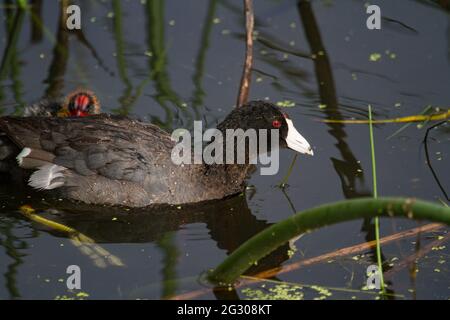 An American Coot floats in a pond surrounded by reeds with her chick nearby. Stock Photo