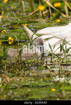 Mute swan chick (cygnus olor) cygnet grey buffish brown plumage and dark grey bill look cute with soggy neck and face from feeding in lilly pond Stock Photo