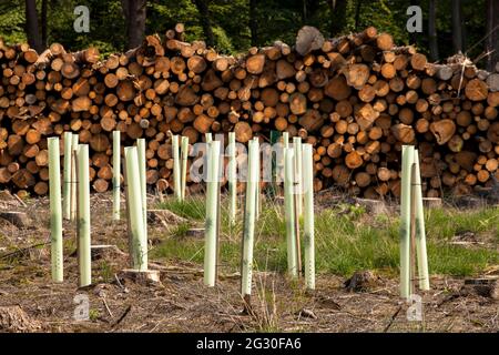 reforestation of a spruce forest in the Koenigsforst near Bergisch Gladbach that had died and been cleared due to water shortage and bark beetles, Nor Stock Photo