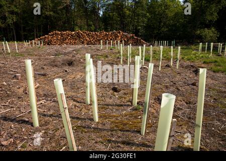reforestation of a spruce forest in the Koenigsforst near Bergisch Gladbach that had died and been cleared due to water shortage and bark beetles, Nor Stock Photo