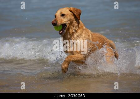 Harlyn Bay, Cornwall, UK. Sunday 13th June 2021, UK Weather:  The hottest day of the year so far with many people hitting the beach to call off in the sea.  A labrador dog enjoying cooling off in the waves at Harlyn Bay, Cornwall on the hottest day of the year so far © DGDImages/Alamy Live News Stock Photo