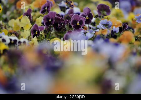 Selkirk, SCOTLAND. 13 June 2021.  Flowers in greenhouse mixed pots contain flowers in the garden greenhouses at Philiphaugh Estate, Selkirk. Stock Photo