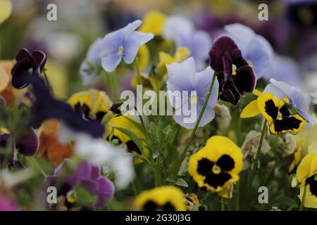 Selkirk, SCOTLAND. 13 June 2021.  Flowers in greenhouse mixed pots contain flowers in the garden greenhouses at Philiphaugh Estate, Selkirk. Stock Photo