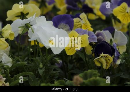 Selkirk, SCOTLAND. 13 June 2021.  Flowers in greenhouse mixed pots contain flowers in the garden greenhouses at Philiphaugh Estate, Selkirk. Stock Photo