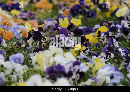 Selkirk, SCOTLAND. 13 June 2021.  Flowers in greenhouse mixed pots contain flowers in the garden greenhouses at Philiphaugh Estate, Selkirk. Stock Photo