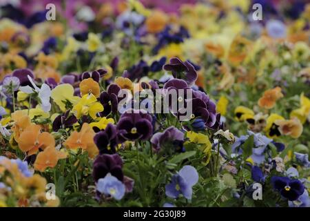 Selkirk, SCOTLAND. 13 June 2021.  Flowers in greenhouse mixed pots contain flowers in the garden greenhouses at Philiphaugh Estate, Selkirk. Stock Photo