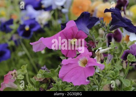 Selkirk, SCOTLAND. 13 June 2021.  Flowers in greenhouse mixed pots contain flowers in the garden greenhouses at Philiphaugh Estate, Selkirk. Stock Photo