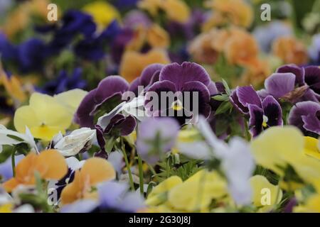 Selkirk, SCOTLAND. 13 June 2021.  Flowers in greenhouse mixed pots contain flowers in the garden greenhouses at Philiphaugh Estate, Selkirk. Stock Photo