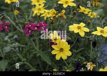 Selkirk, SCOTLAND. 13 June 2021.  Flowers in greenhouse mixed pots contain flowers in the garden greenhouses at Philiphaugh Estate, Selkirk. Stock Photo