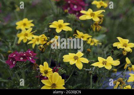 Selkirk, SCOTLAND. 13 June 2021.  Flowers in greenhouse mixed pots contain flowers in the garden greenhouses at Philiphaugh Estate, Selkirk. Stock Photo