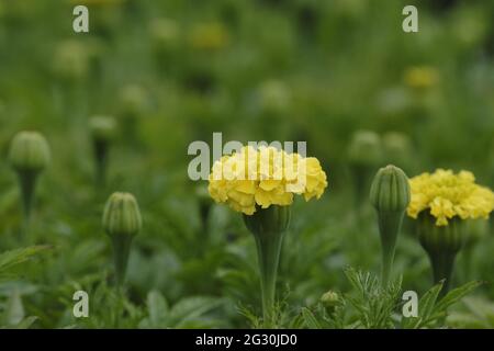 Selkirk, SCOTLAND. 13 June 2021.  Flowers in greenhouse mixed pots contain flowers in the garden greenhouses at Philiphaugh Estate, Selkirk. Stock Photo