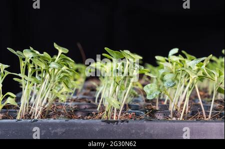 Close-up of Chinese kale baby vegetable in rows on seeding germination tray Stock Photo