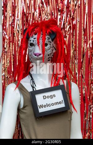 Dummy outside a shop with a sign Dogs Welcome,UK Stock Photo