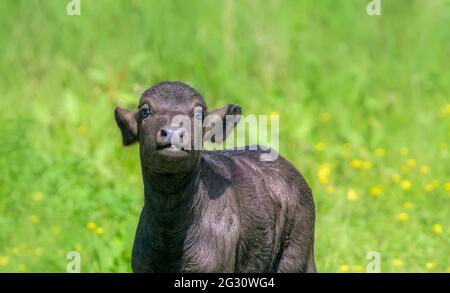 Cute water buffalo baby calf, ten days old, Bubalus bubalis Romanian buffalo Carpathian type, in a nature reserve Eifel, Germany Stock Photo