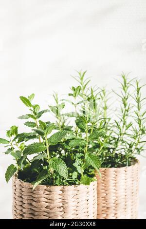 Mint and rosemary herbs in knitted pots on table in sunny lights. Stock Photo