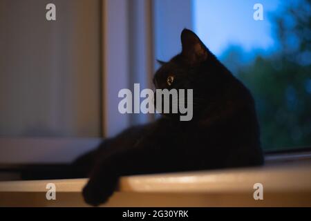 black cat lying on the windowsill Stock Photo