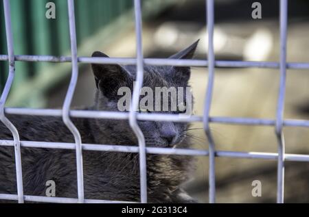 Cat locked in bars, abandoned domestic animals, adoption Stock Photo