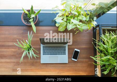 Top view of workplace with laptop, smartphone and many plants. Stock Photo