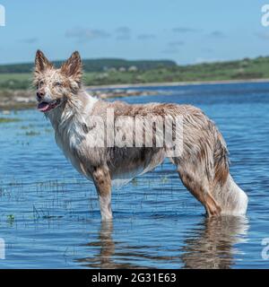 red merle border collie stood in water cooling off Stock Photo