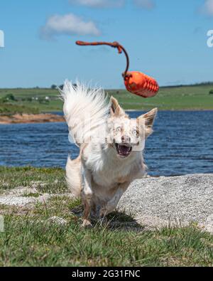 red merle border collie focused on chasing a toy Stock Photo